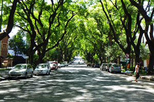 Trees in Buenos Aires