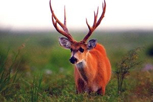 Swamp Deer National Park